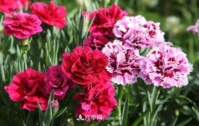 2021，十二生肖的運(yùn)勢，養(yǎng)什么花***旺？(圖6)