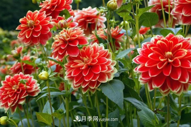 2021，十二生肖的運(yùn)勢，養(yǎng)什么花***旺？(圖5)