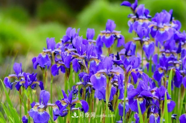 2021，十二生肖的運(yùn)勢，養(yǎng)什么花***旺？(圖4)