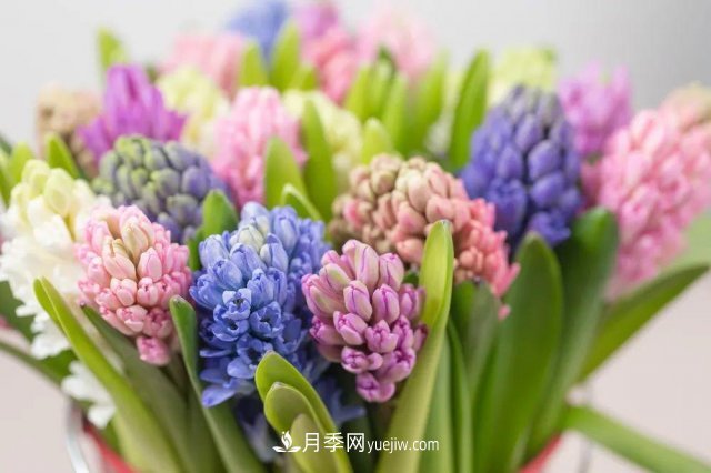 2021，十二生肖的運(yùn)勢，養(yǎng)什么花***旺？(圖2)