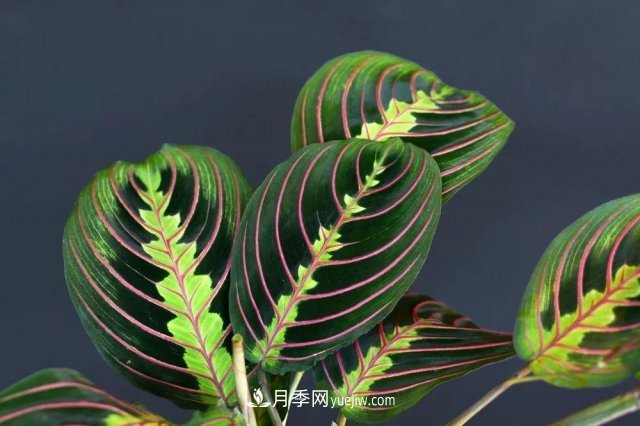 2021，十二生肖的運(yùn)勢，養(yǎng)什么花***旺？(圖3)