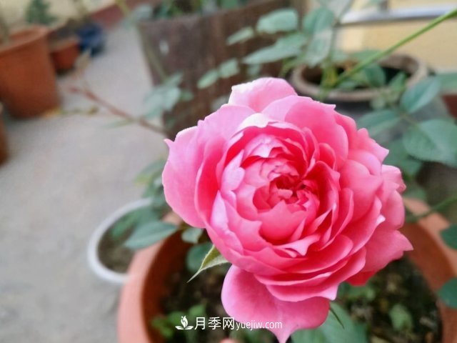 月季別亂買了，送你一份清單，都是經(jīng)典好品種(圖5)