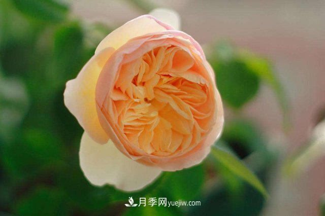 月季別亂買了，送你一份清單，都是經(jīng)典好品種(圖3)