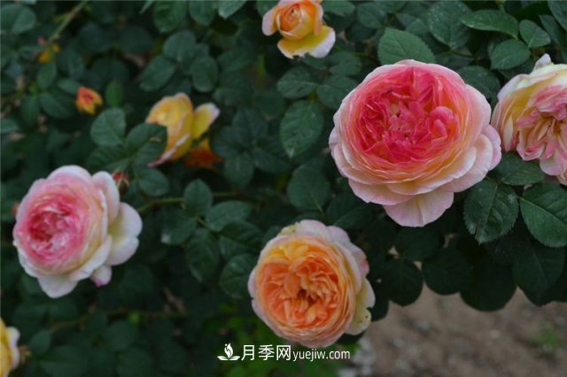月季別亂買了，送你一份清單，都是經(jīng)典好品種(圖4)