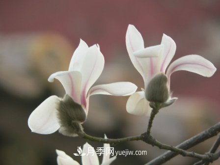 南陽玉蘭三姐妹：中土原生白玉蘭與紫玉蘭，北美舶來洋玉蘭(圖4)
