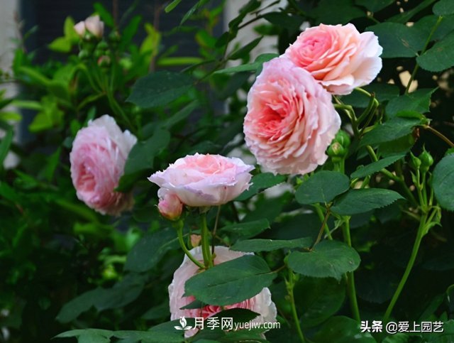 藤月盤扎時經(jīng)常扎的手疼，推薦無刺的藤本月季品種(圖2)