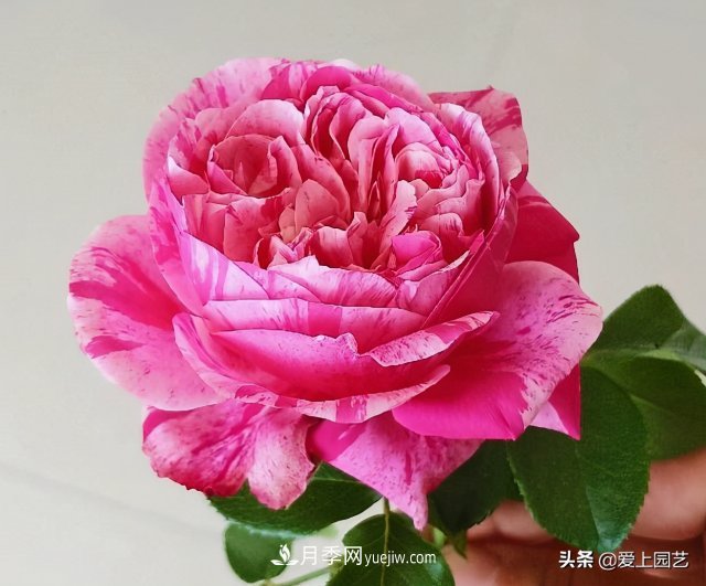 藤月盤扎時經(jīng)常扎的手疼，推薦無刺的藤本月季品種(圖1)