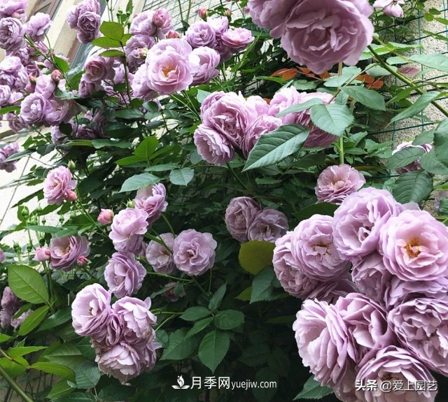 藤月盤扎時經(jīng)常扎的手疼，推薦無刺的藤本月季品種(圖5)