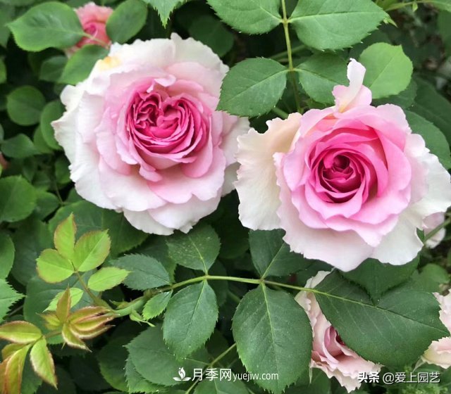 藤月盤扎時經(jīng)常扎的手疼，推薦無刺的藤本月季品種(圖4)