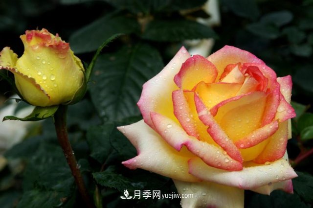 月季常見(jiàn)的病蟲(chóng)害問(wèn)題！月季這么養(yǎng)，芬芳留給你(圖2)