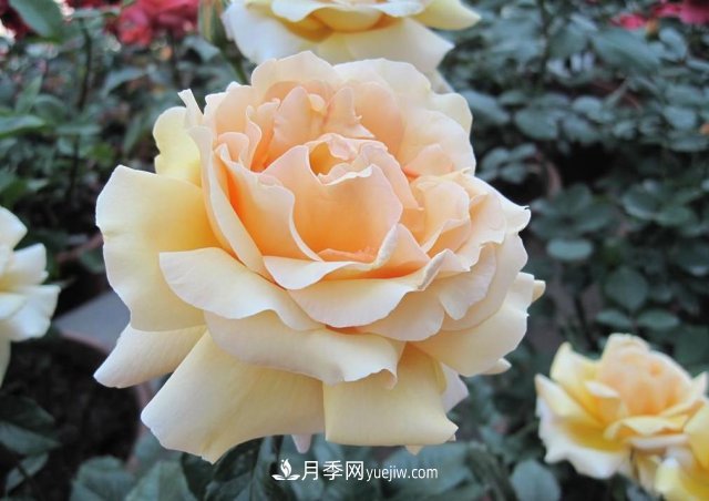 月季常見(jiàn)的病蟲(chóng)害問(wèn)題！月季這么養(yǎng)，芬芳留給你(圖3)