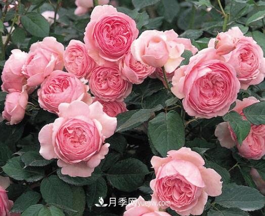 藤本月季優(yōu)秀品種！除了龍沙寶石，還有此六種推薦(圖7)