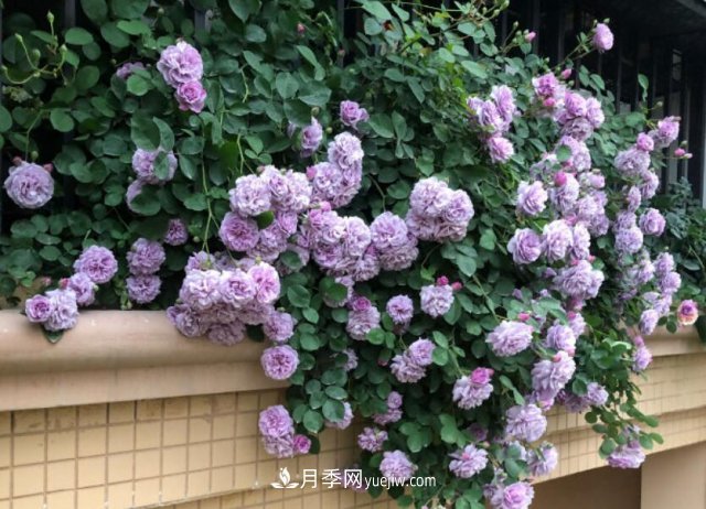 藤本月季優(yōu)秀品種！除了龍沙寶石，還有此六種推薦(圖3)