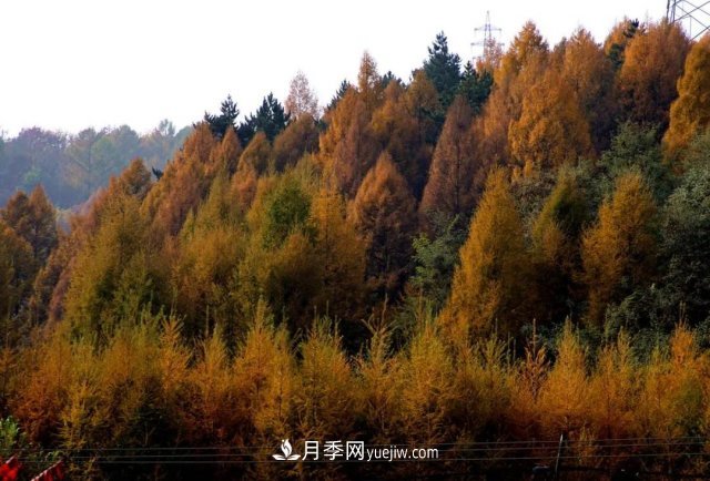 十九屆五中全會(huì)順利召開，這些樹種大有前景(圖1)