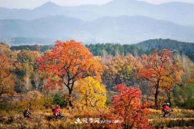 十九屆五中全會(huì)順利召開，這些樹種大有前景(圖2)