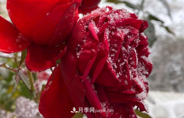 冬季的月季，花瓣鋪滿雪，似白糖，舔一口甜蜜蜜(圖3)