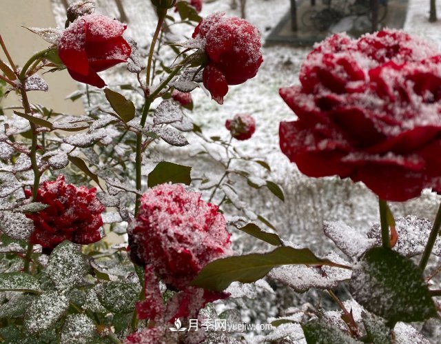 冬季的月季，花瓣鋪滿雪，似白糖，舔一口甜蜜蜜(圖1)