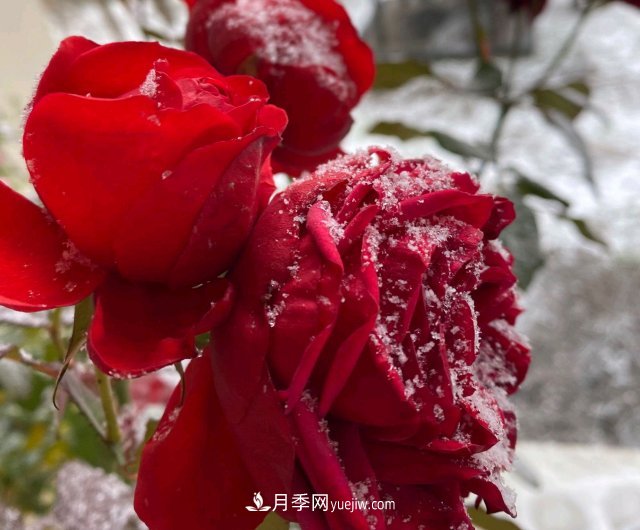 冬季的月季，花瓣鋪滿雪，似白糖，舔一口甜蜜蜜(圖2)