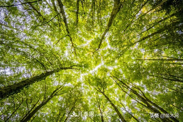 注意，苗木休眠期不僅只有冬天(圖2)