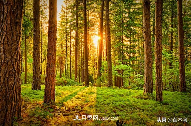 注意，苗木休眠期不僅只有冬天(圖3)