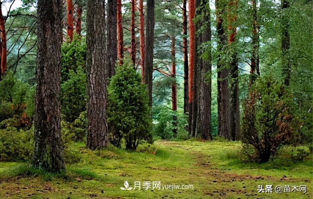注意，苗木休眠期不僅只有冬天(圖1)