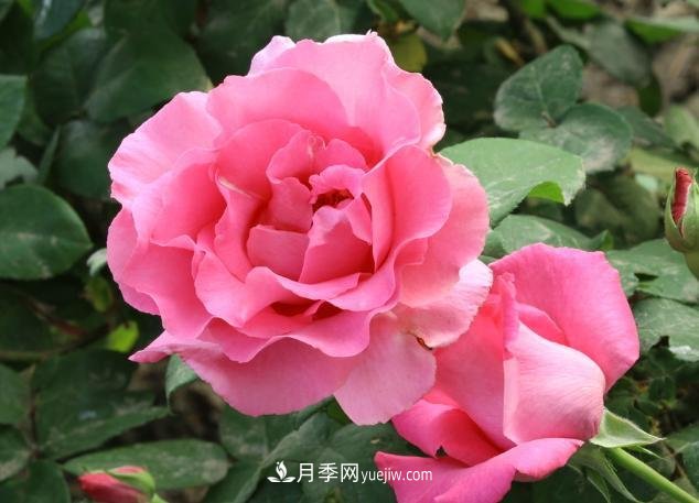 月季花養(yǎng)好了季季開花，花量可喜長得好看，有院子一定養(yǎng)幾株(圖1)