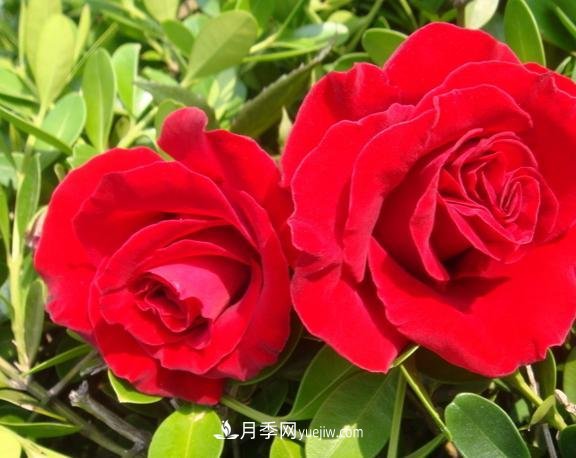 月季花養(yǎng)好了季季開花，花量可喜長得好看，有院子一定養(yǎng)幾株(圖2)