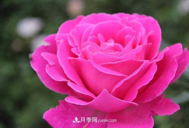 月季花養(yǎng)好了季季開花，花量可喜長得好看，有院子一定養(yǎng)幾株(圖3)