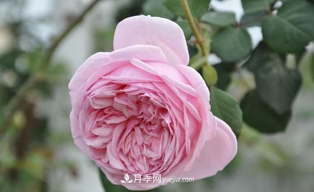 月季花這樣養(yǎng)，記住這些訣竅，開花紅艷艷(圖2)