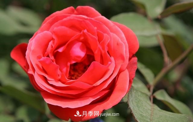 月季花這樣養(yǎng)，記住這些訣竅，開花紅艷艷(圖3)