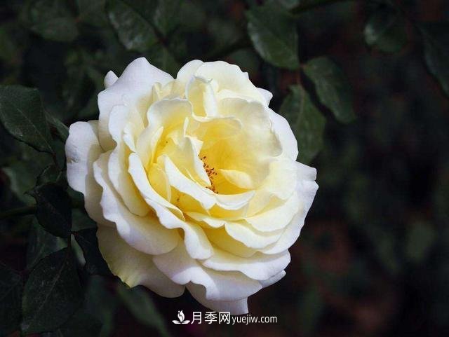 冬天的月季花居然被凍死了，這樣養(yǎng)錯不了，家里沒蟲患開花多(圖1)