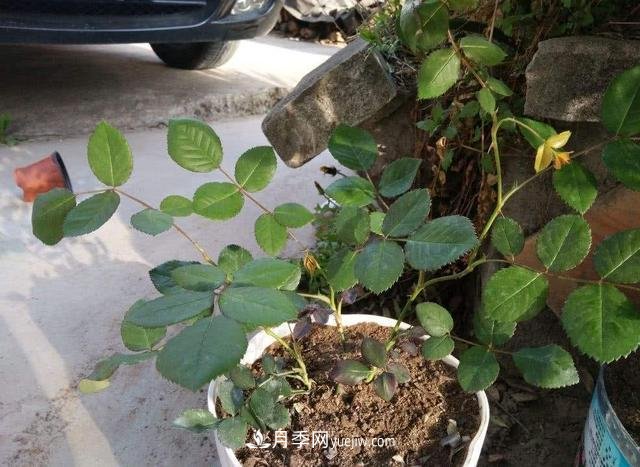 冬天的月季花居然被凍死了，這樣養(yǎng)錯不了，家里沒蟲患開花多(圖2)