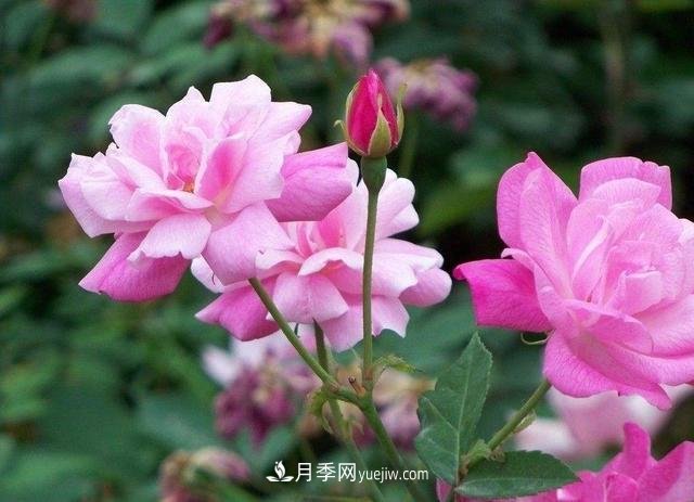 冬天的月季花居然被凍死了，這樣養(yǎng)錯不了，家里沒蟲患開花多(圖3)