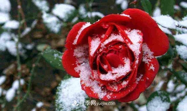 月季花冬天怎么施肥？“水溶肥”管用嗎？(圖1)