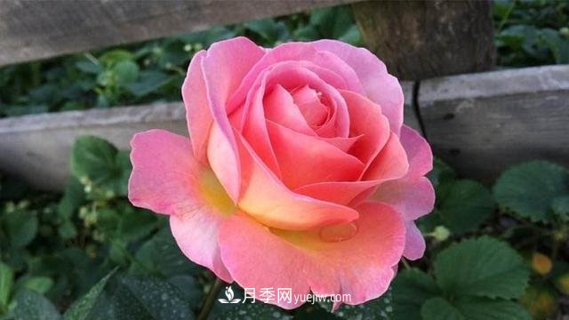 學(xué)會(huì)月季花具體養(yǎng)護(hù)技巧，不怕黃葉，開(kāi)花多了不少(圖1)