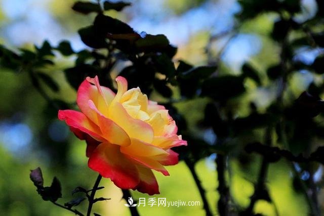 月季花到了冬天也不能松懈，做好這幾點(diǎn)，開花量增加不少(圖3)