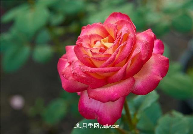 月季花到了冬天也不能松懈，做好這幾點(diǎn)，開花量增加不少(圖1)