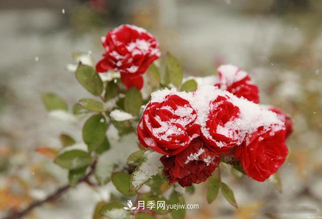 被雪中的月季花所震撼，傲然開放，芳香依舊！(圖1)