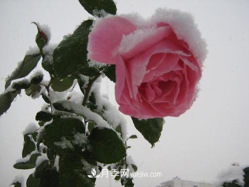 被雪中的月季花所震撼，傲然開放，芳香依舊！(圖3)