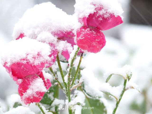 被雪中的月季花所震撼，傲然開放，芳香依舊！(圖2)