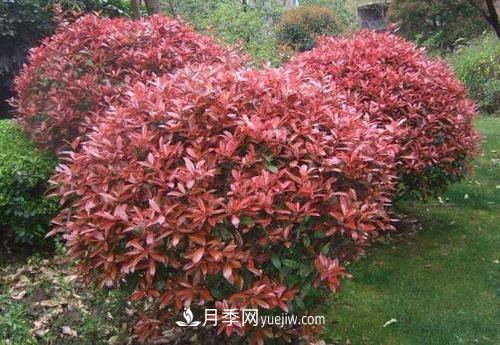 常用綠化苗木國(guó)槐和白蠟價(jià)格分析(圖1)