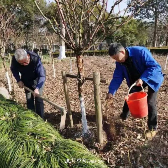 杭州月季“修養(yǎng)身息”，來年春天更加明艷(圖3)