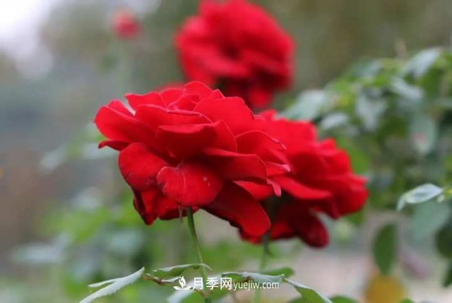 杭州月季“修養(yǎng)身息”，來年春天更加明艷(圖1)