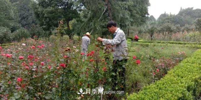杭州月季“修養(yǎng)身息”，來年春天更加明艷(圖2)