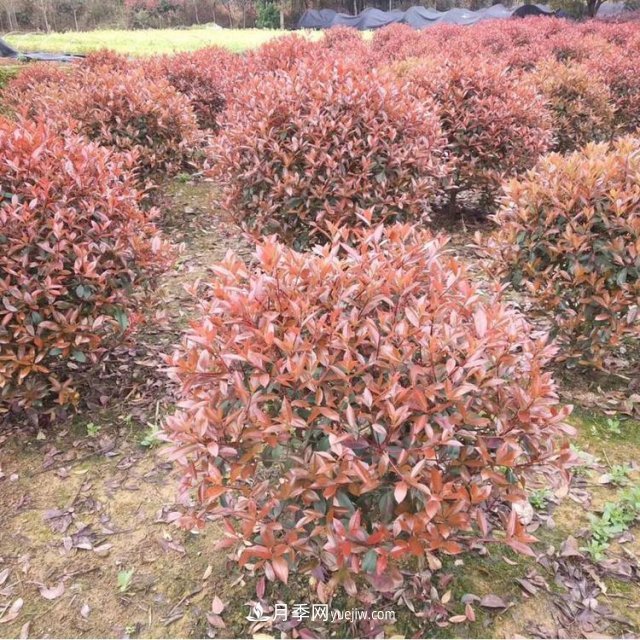 苗木病蟲(chóng)害的原因及防治措施(圖1)