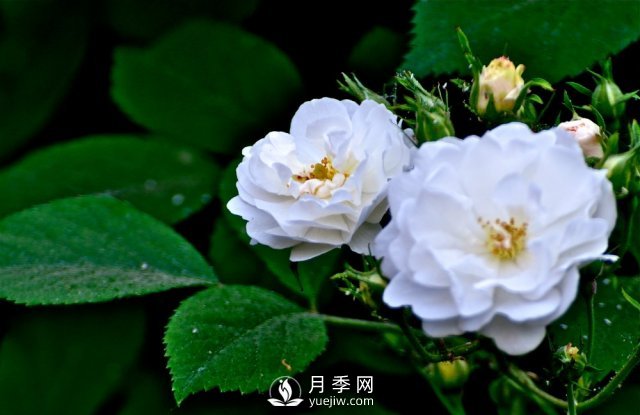 月季、薔薇開花還“結(jié)果”，微型月季盆栽放陽臺，1年開花300天(圖5)