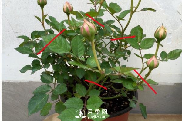 月季、薔薇開花還“結(jié)果”，微型月季盆栽放陽臺，1年開花300天(圖2)
