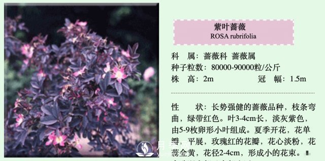 月季、薔薇開花還“結(jié)果”，微型月季盆栽放陽臺，1年開花300天(圖4)