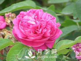 月季、薔薇開花還“結(jié)果”，微型月季盆栽放陽臺，1年開花300天(圖3)