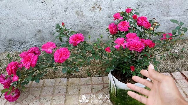 月季、薔薇開花還“結(jié)果”，微型月季盆栽放陽臺，1年開花300天(圖7)
